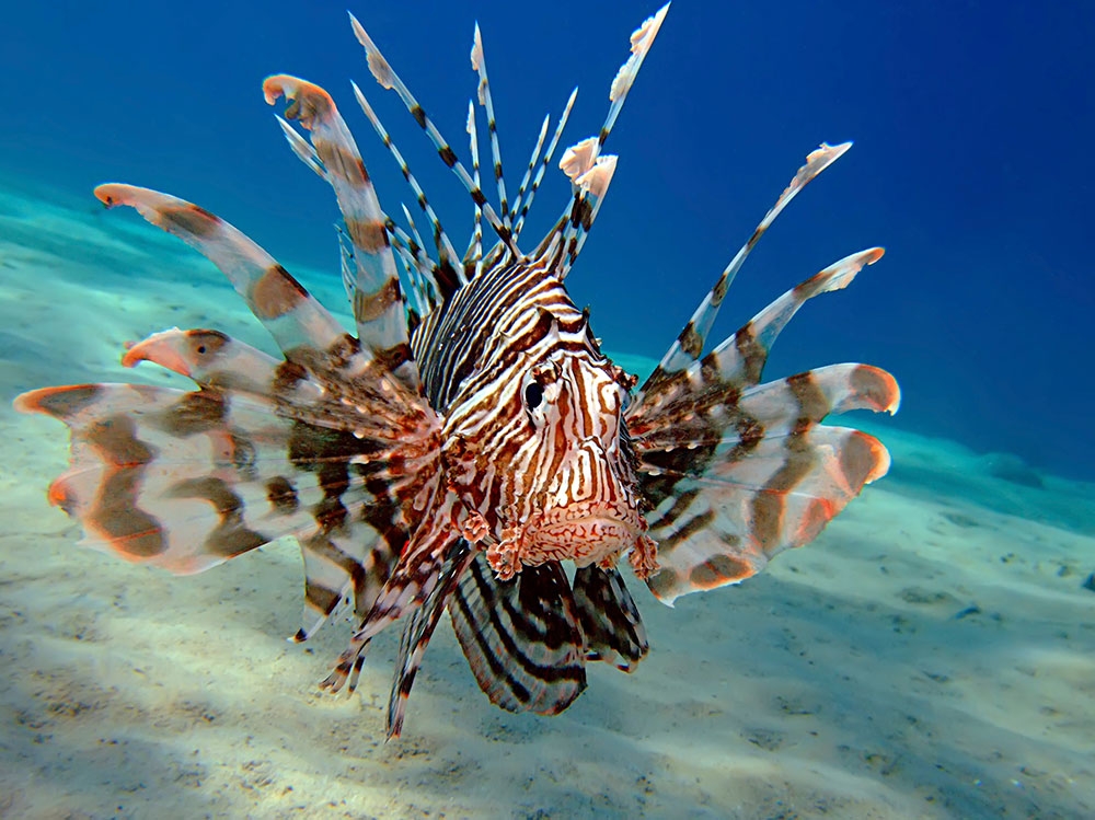 Lionfish, Stranded Deep Wiki